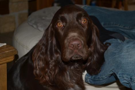 Verdwijningsalarm Hond Mannetje , 7 jaar Savigny-le-Temple Frankrijk Verdwijningsalarm Hond Mannetje , 7 jaar Savigny-le-Temple Frankrijk