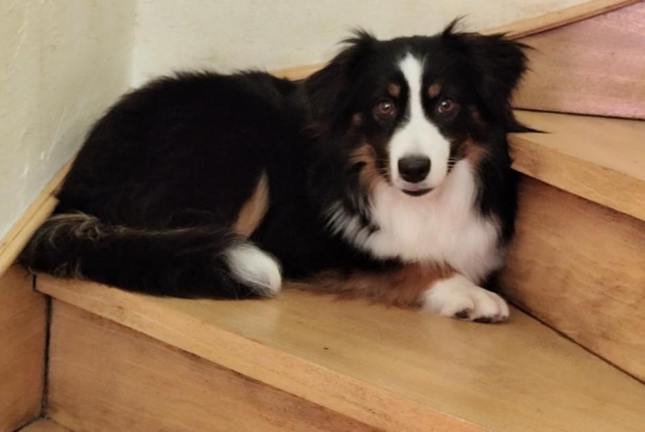 Verdwijningsalarm Hond Mannetje , 1 jaar Chanteloup-en-Brie Frankrijk Verdwijningsalarm Hond Mannetje , 1 jaar Chanteloup-en-Brie Frankrijk